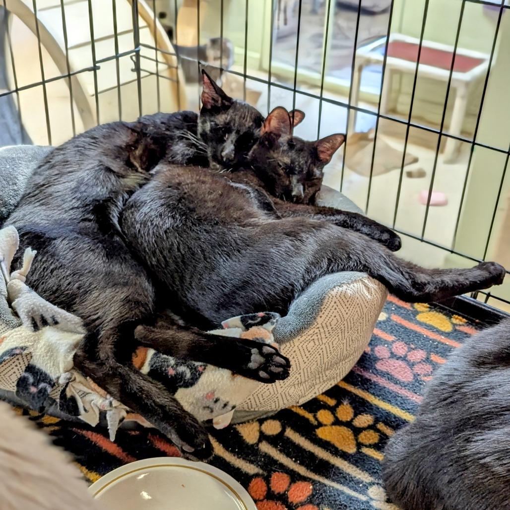 Enlarge Bliss, a Adoptable Domestic Short Hair in Buffalo, NY image 2/3