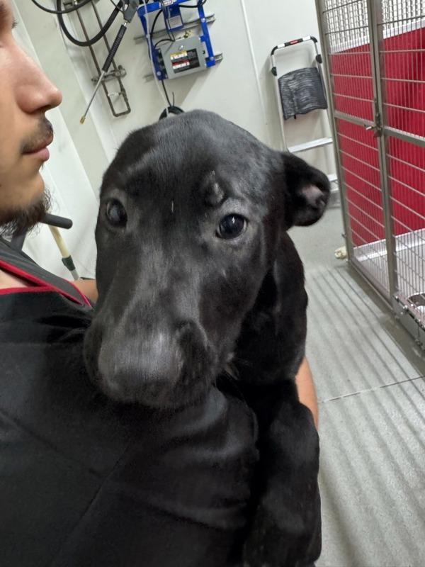 Riva, Adoptable, Puppy Male American Staffordshire Terrier.