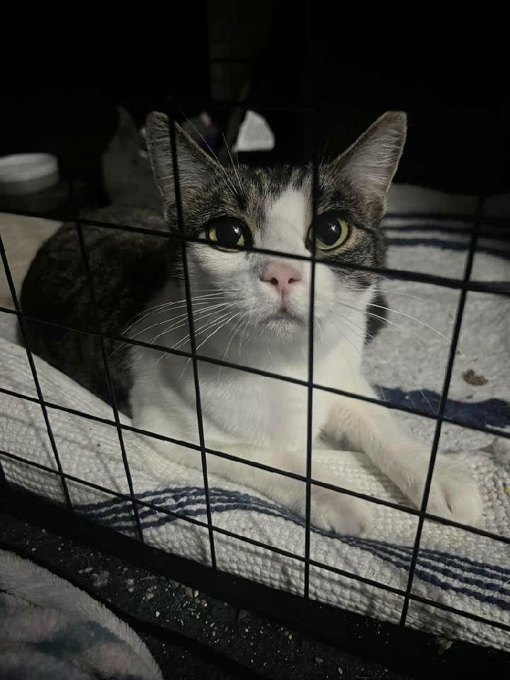 Lana, Adoptable, Adult Female Domestic Short Hair.