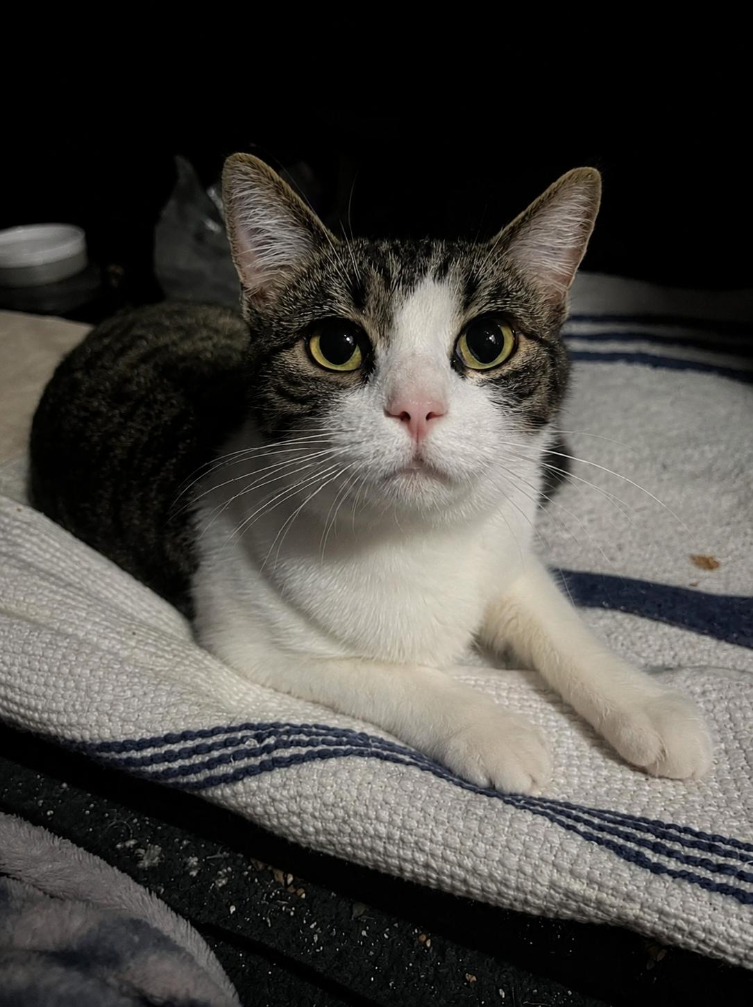 Lana, a Adoptable Domestic Short Hair in Rochester, NY image 3/3