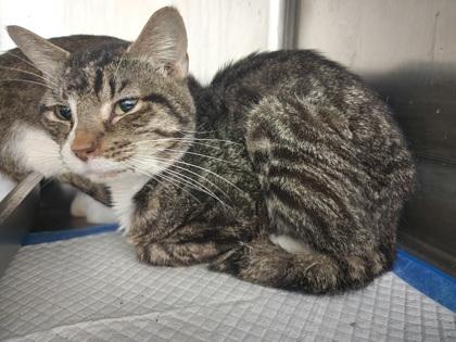 Enlarge Cristobal, a Adoptable mixed breed in Reidsville, NC image 1/1