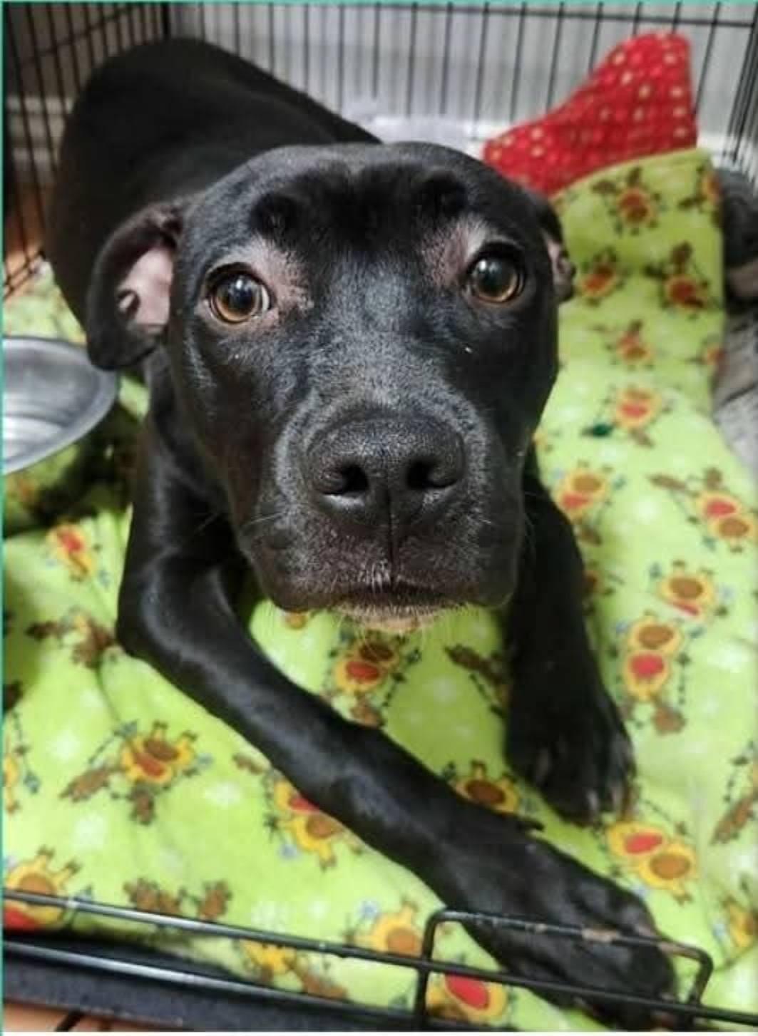 Twinkie, Adopted, Adult Female Pit Bull Terrier.