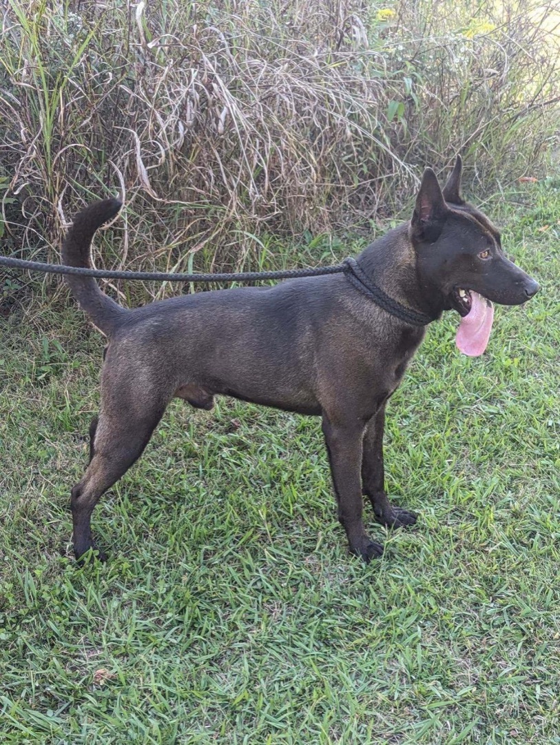 Leo, Adopted, Adult Male Shepherd & Black Labrador Retriever.