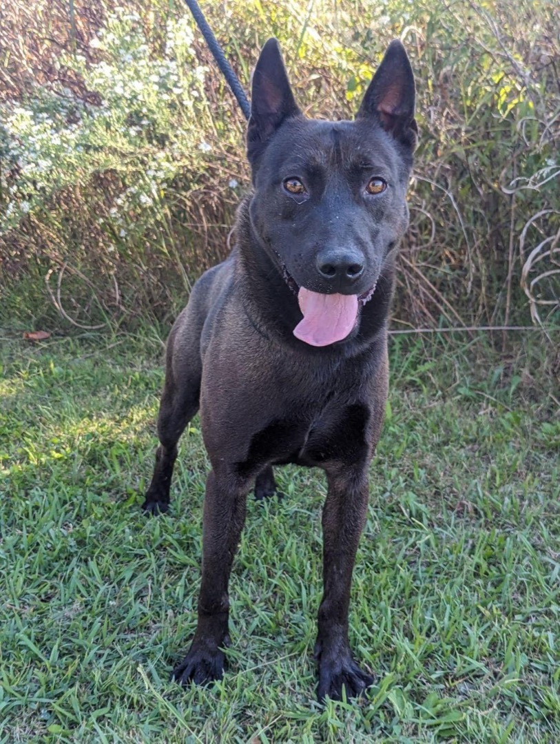Enlarge Leo, a Adopted mixed breed in Greenfield, TN image 2/5