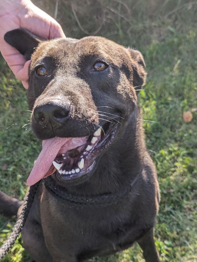 Enlarge Leo, a Adopted mixed breed in Greenfield, TN image 3/5