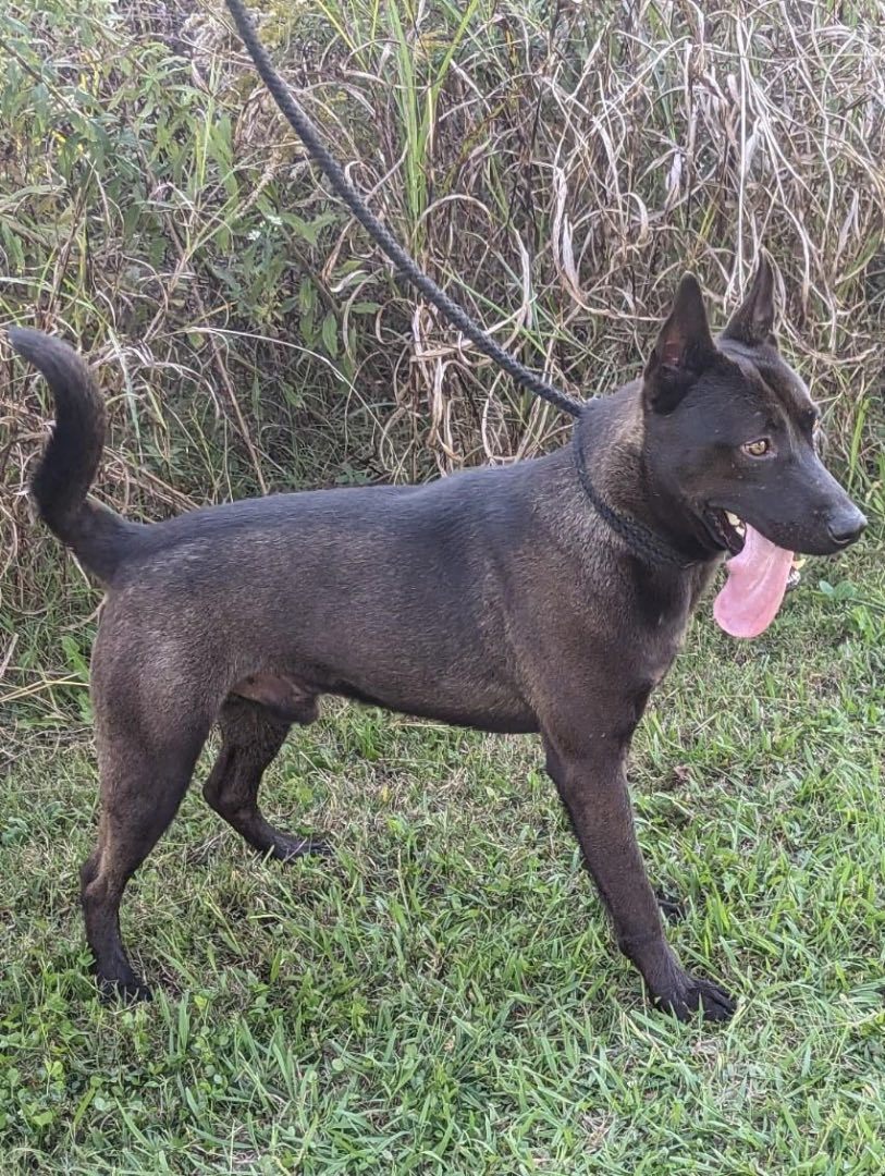 Enlarge Leo, a Adopted mixed breed in Greenfield, TN image 4/5