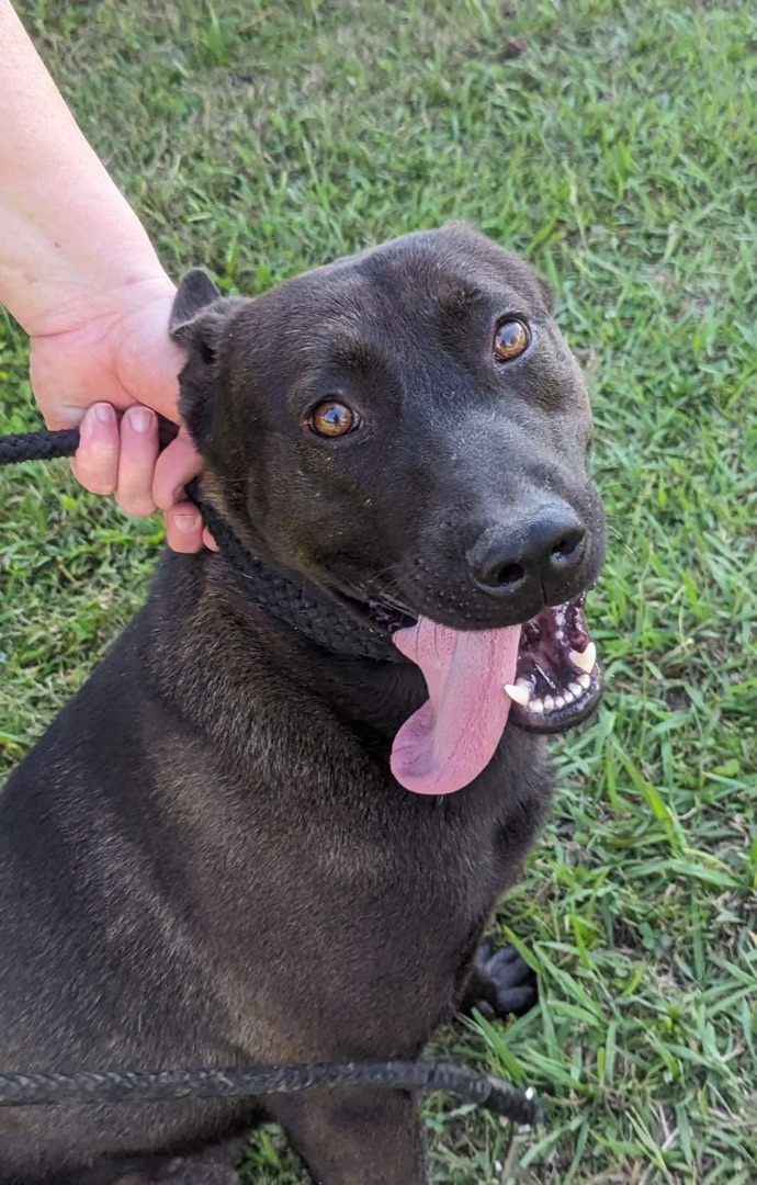 Enlarge Leo, a Adopted mixed breed in Greenfield, TN image 5/5