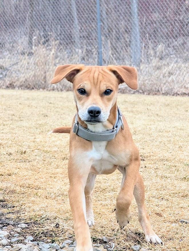 Sadie, Adoptable, Young Female Chihuahua & Australian Cattle Dog / Blue Heeler.