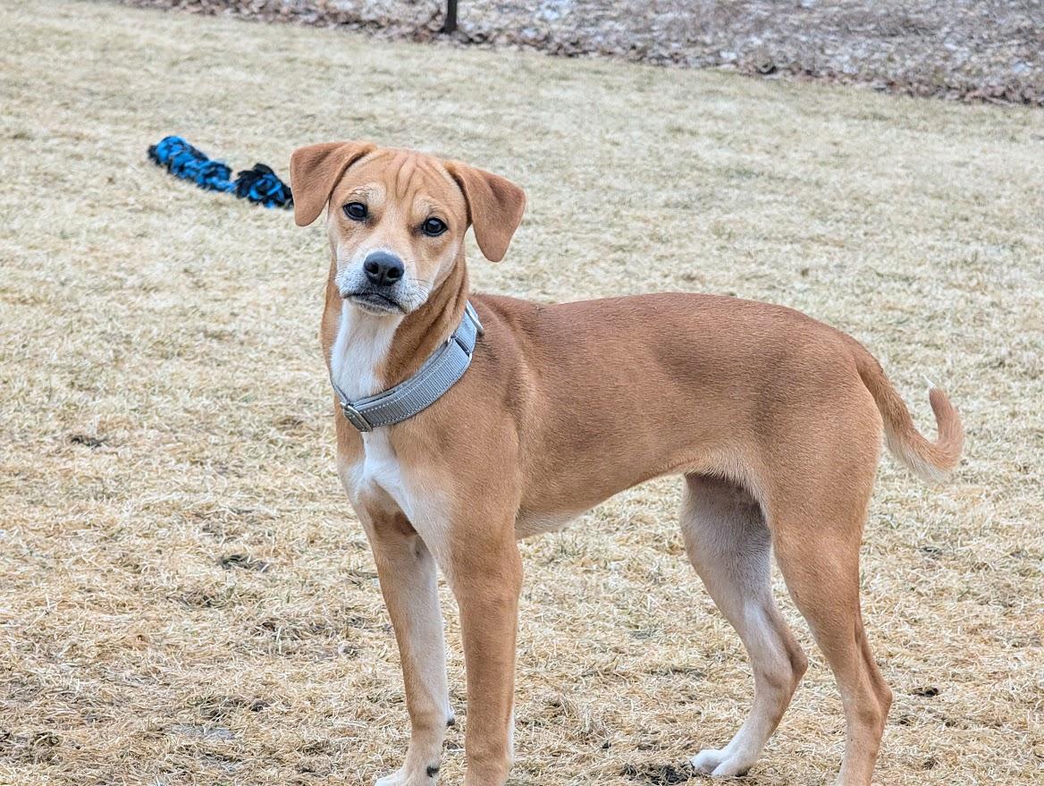 Enlarge Sadie, a Adoptable mixed breed in Waupun, WI image 2/4
