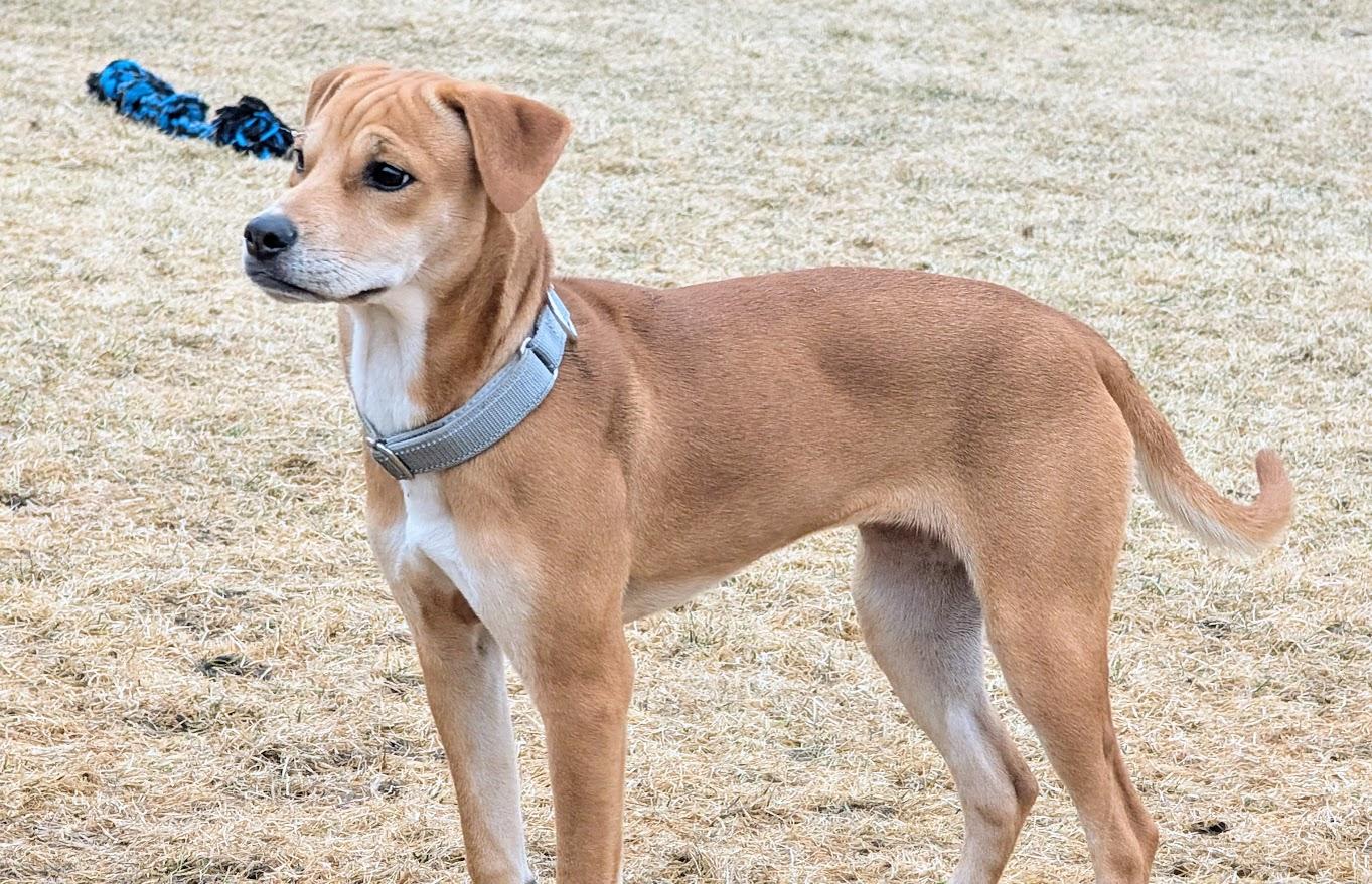 Enlarge Sadie, a Adoptable mixed breed in Waupun, WI image 4/4