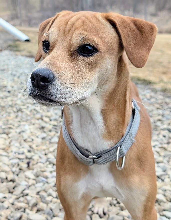 Enlarge Sadie, a Adoptable mixed breed in Waupun, WI image 3/4