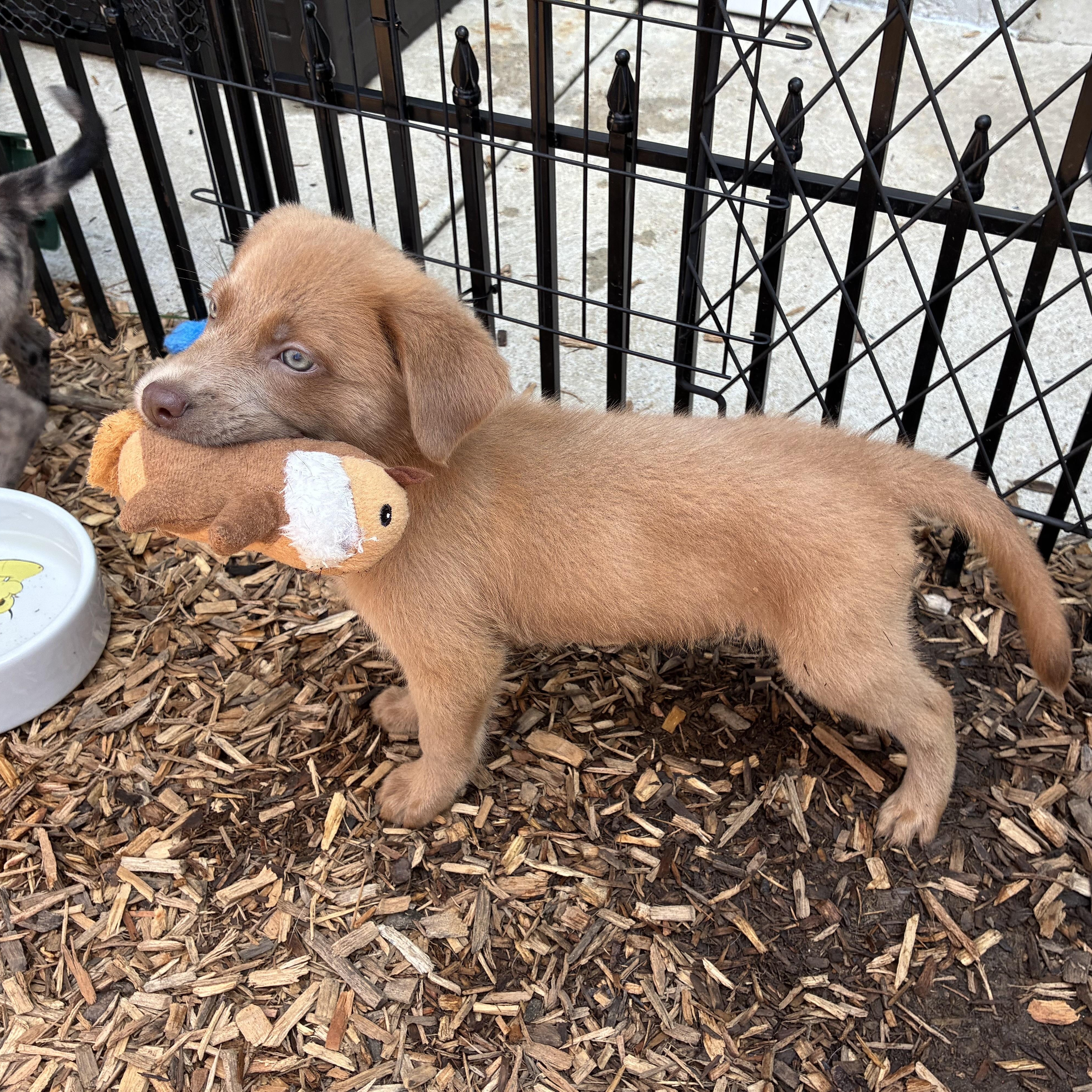 Caramel, an adopted mixed breed in Abington, PA image 3/5