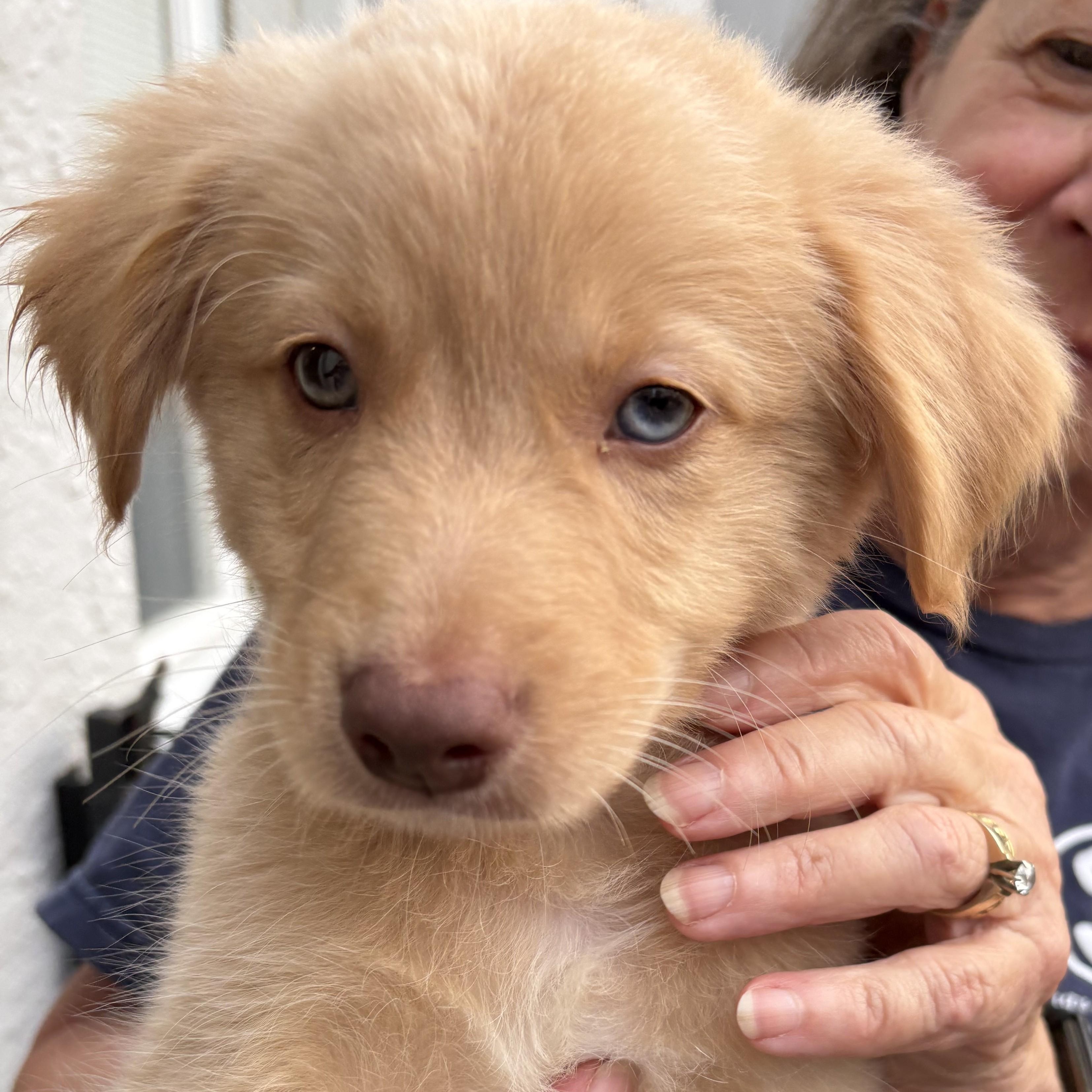 Caramel, an adopted mixed breed in Abington, PA image 2/5