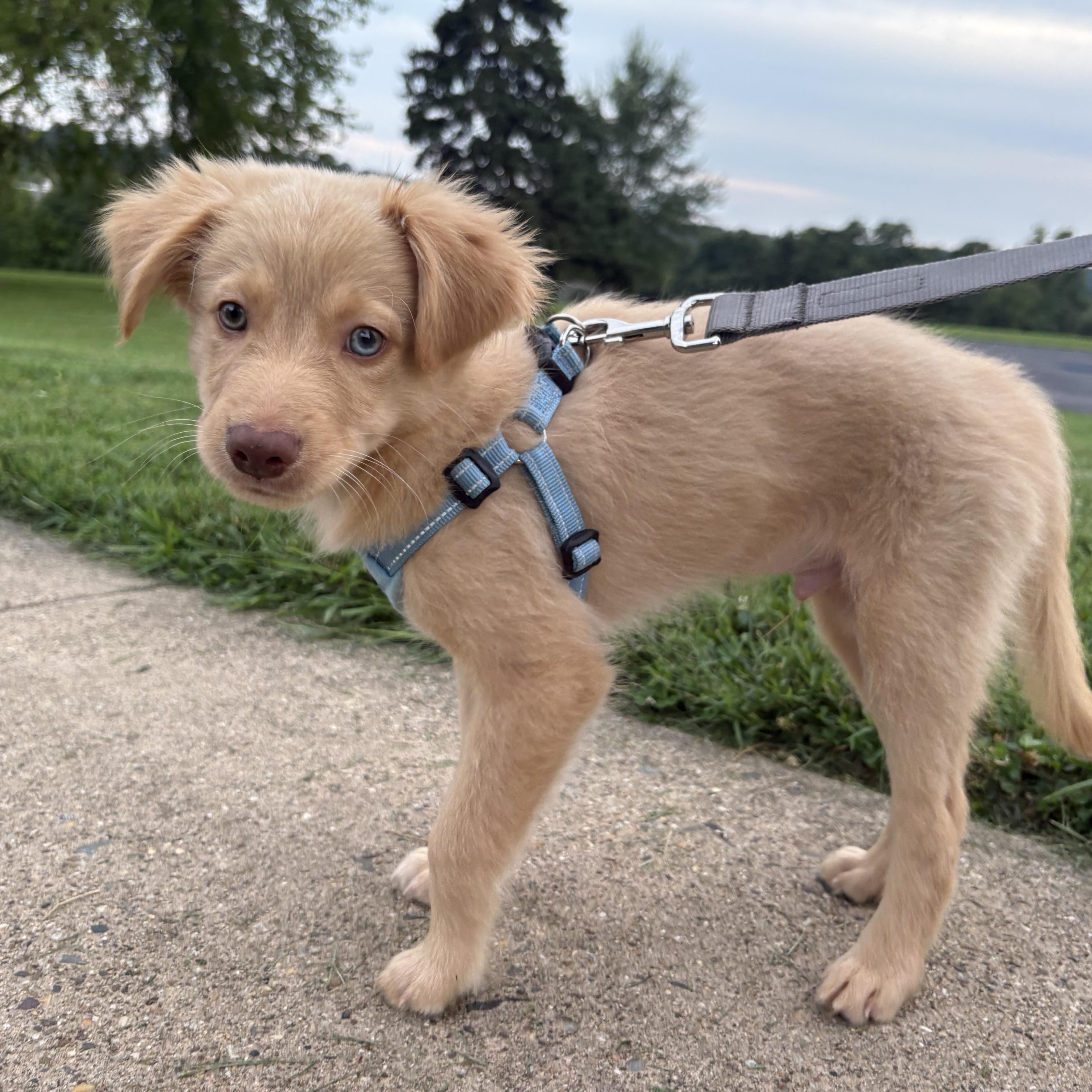Caramel, an adopted mixed breed in Abington, PA image 5/5