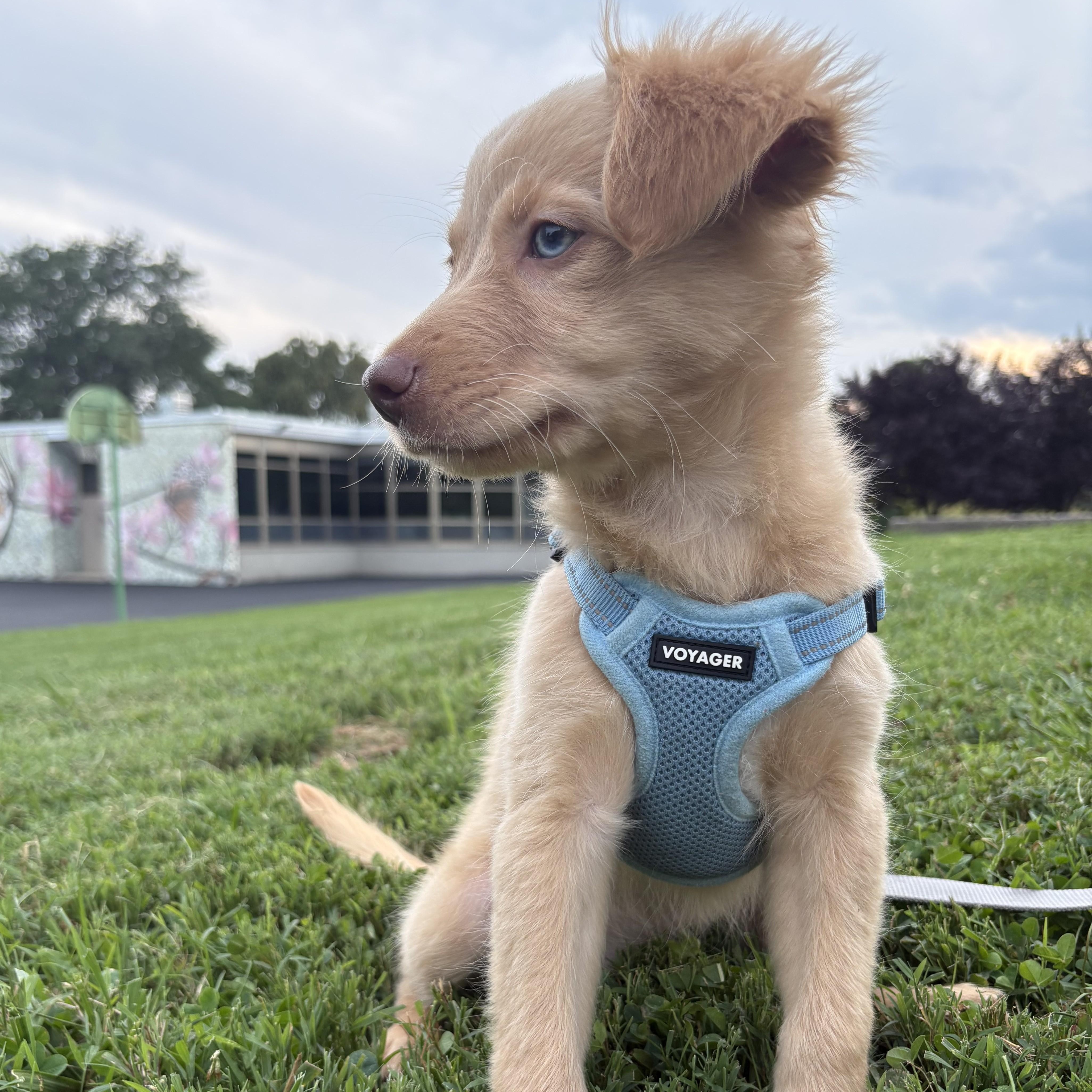 Caramel, adopted, Puppy Male Mixed Breed & Chihuahua.