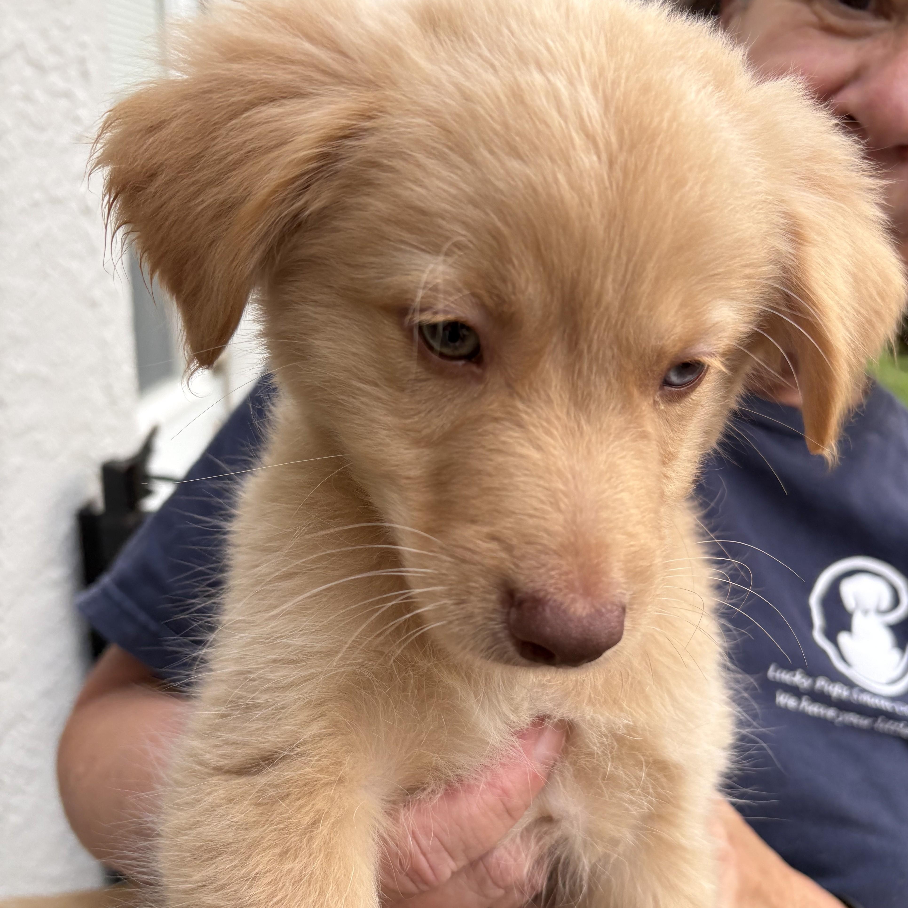 Caramel, an adopted mixed breed in Abington, PA image 4/5