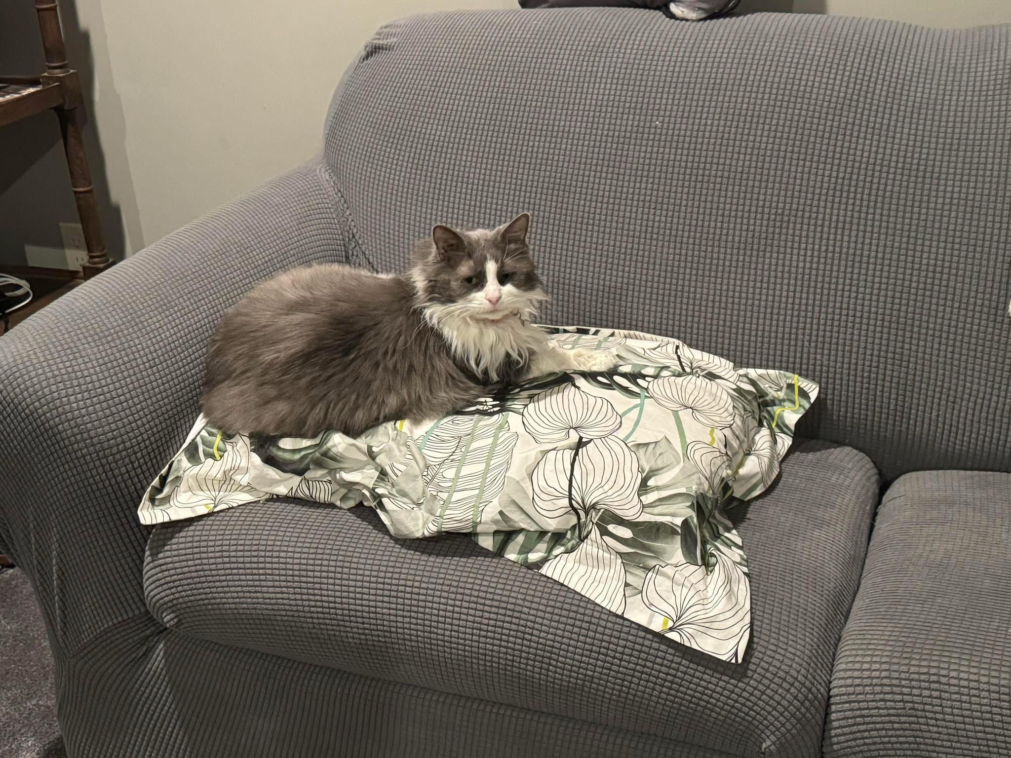 Lady, Adoptable, Senior Female Domestic Long Hair.