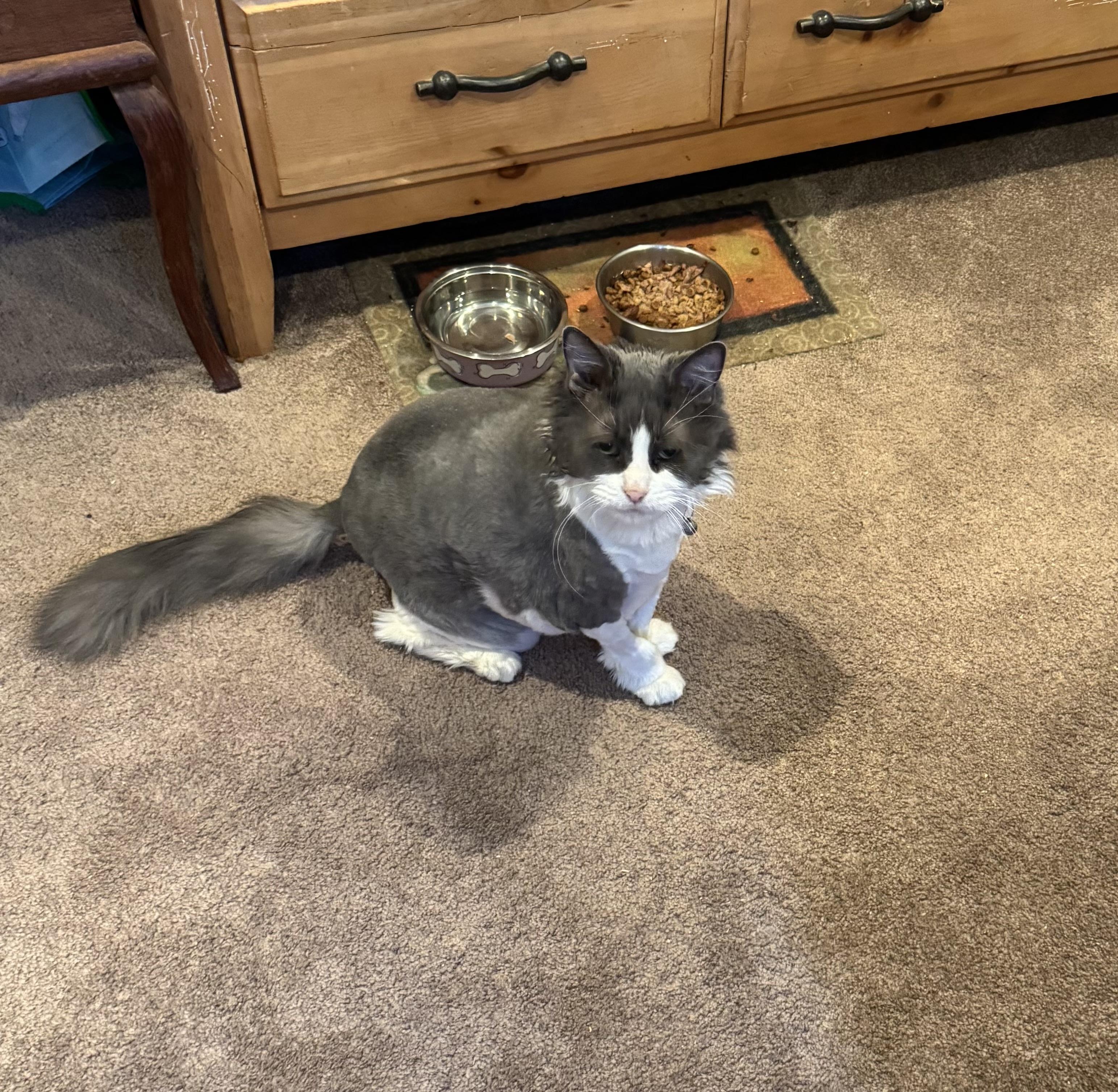 Lady, Adoptable, Senior Female Domestic Long Hair.