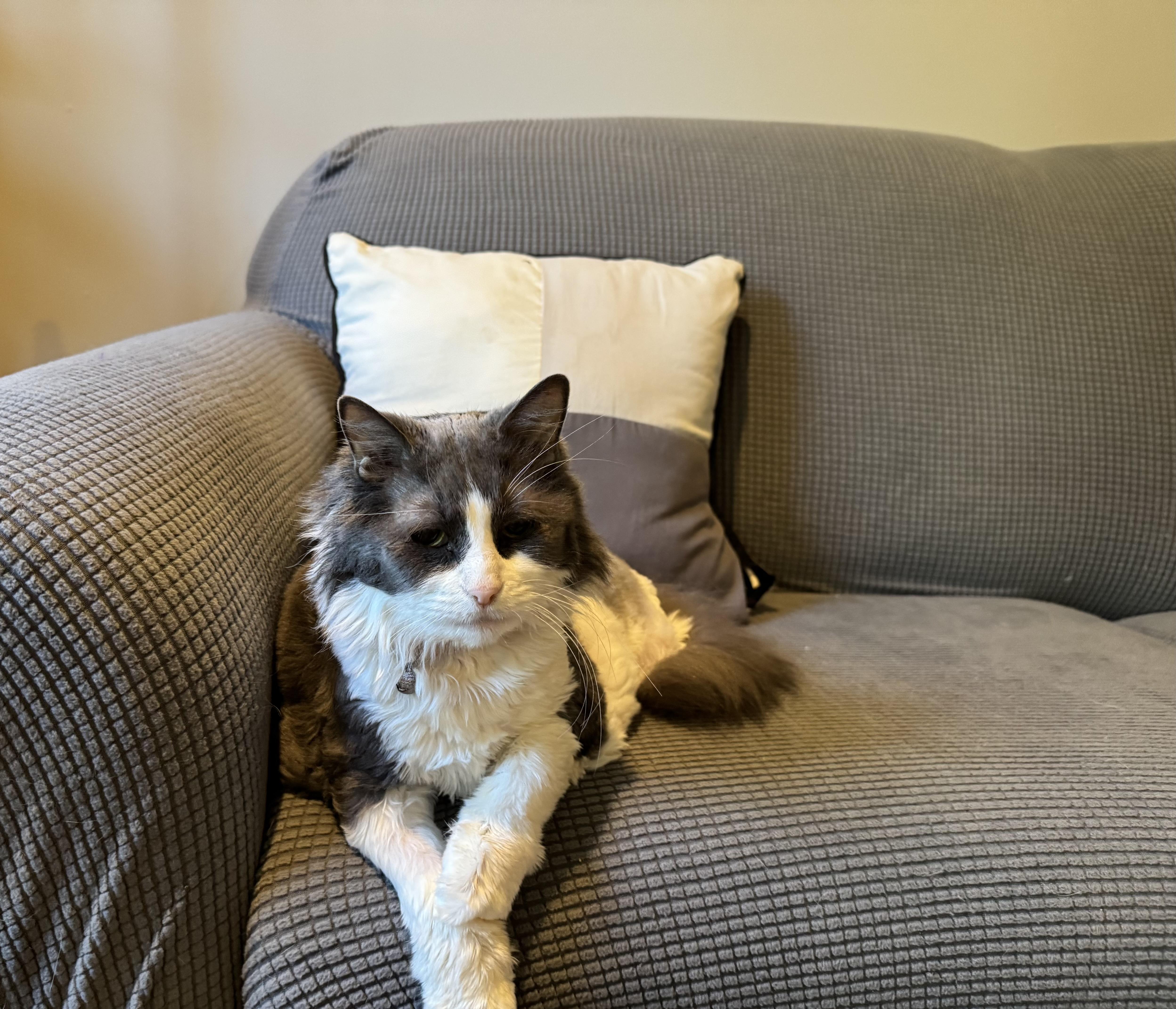 Enlarge Lady, a Adoptable Domestic Long Hair in North Haledon, NJ image 2/6