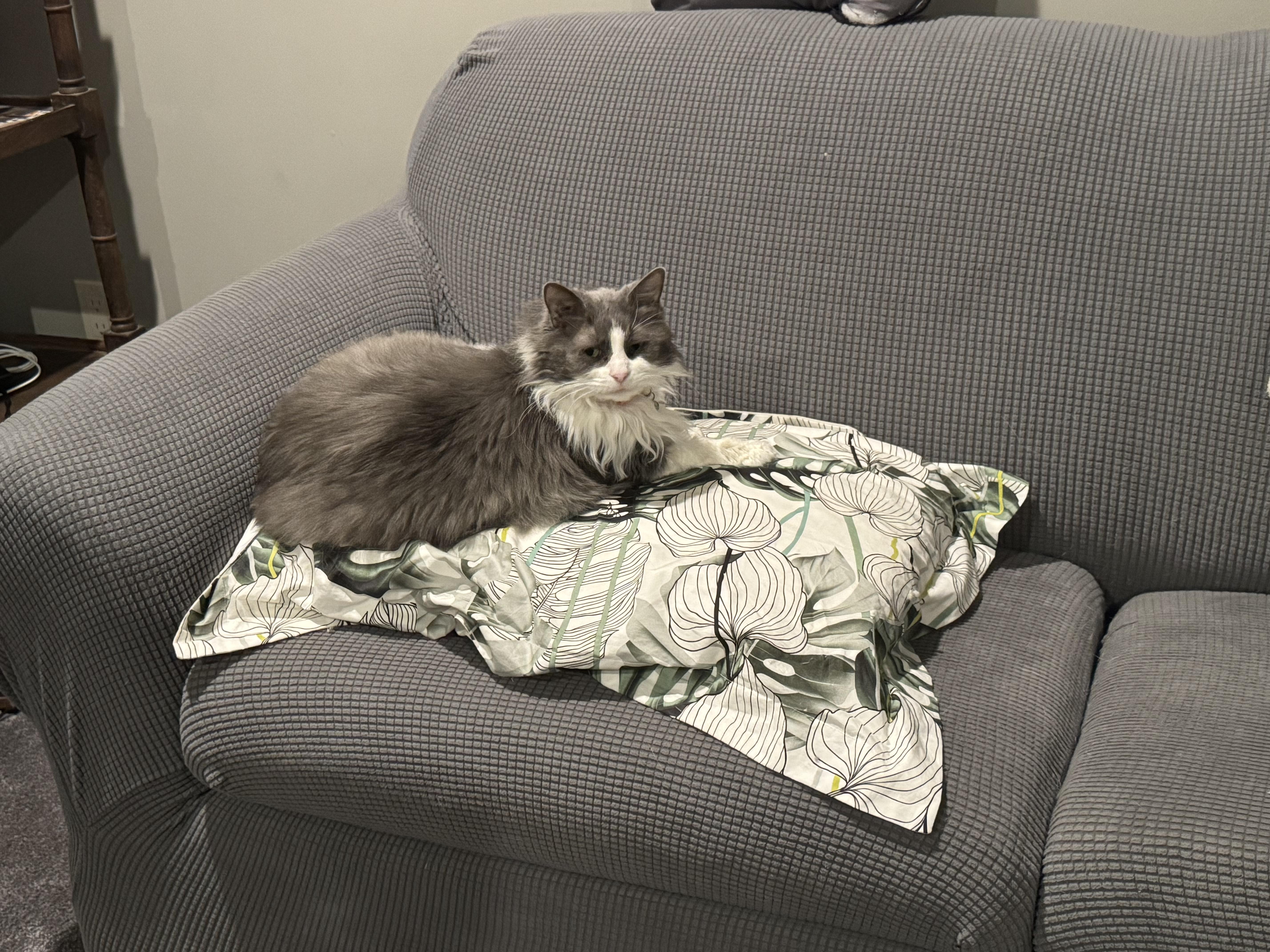 Enlarge Lady, a Adoptable Domestic Long Hair in North Haledon, NJ image 2/5