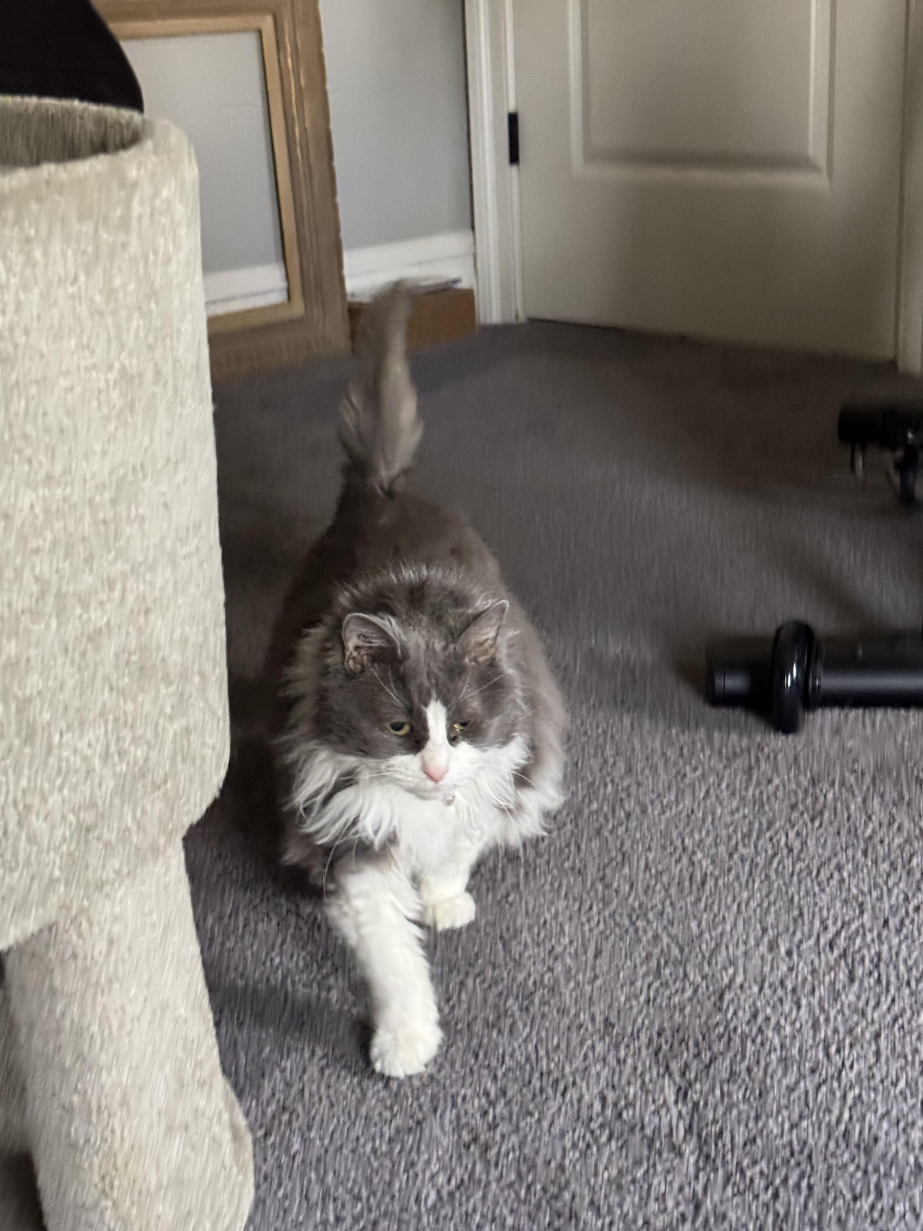 Enlarge Lady, a Adoptable Domestic Long Hair in North Haledon, NJ image 3/5