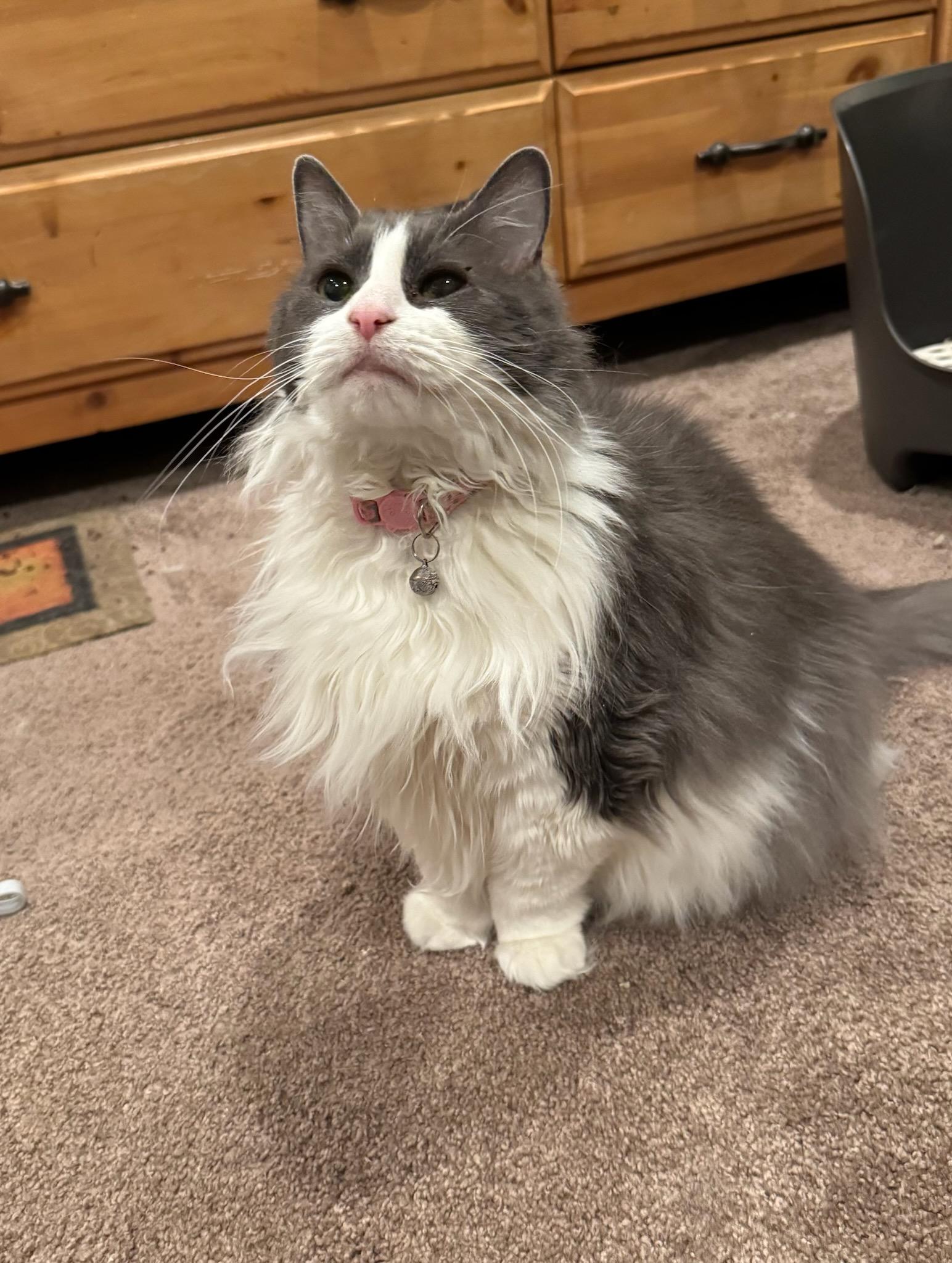 Enlarge Lady, a Adoptable Domestic Long Hair in North Haledon, NJ image 4/5