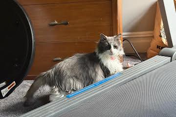 Enlarge Lady, a Adoptable Domestic Long Hair in North Haledon, NJ image 5/5