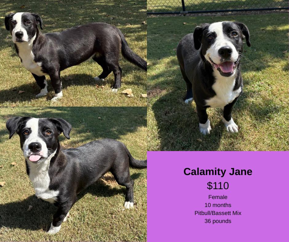 Enlarge Calamity Jane, a Adoptable mixed breed in Decatur, AL image 1/1