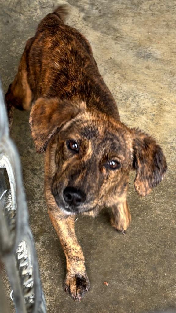 Enlarge Lil Baby, a Adoptable mixed breed in Swainsboro, GA image 1/2