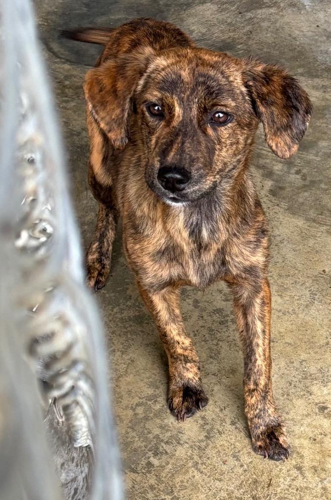 Enlarge Lil Baby, a Adoptable mixed breed in Swainsboro, GA image 2/2