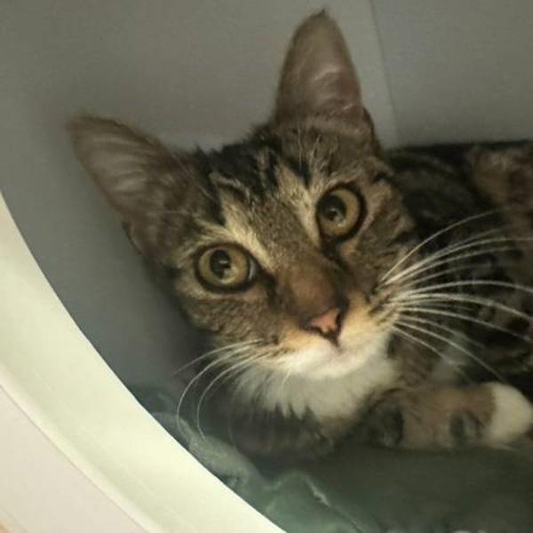 Enlarge Coconut, a Adoptable mixed breed in Walnut Creek, CA image 2/2