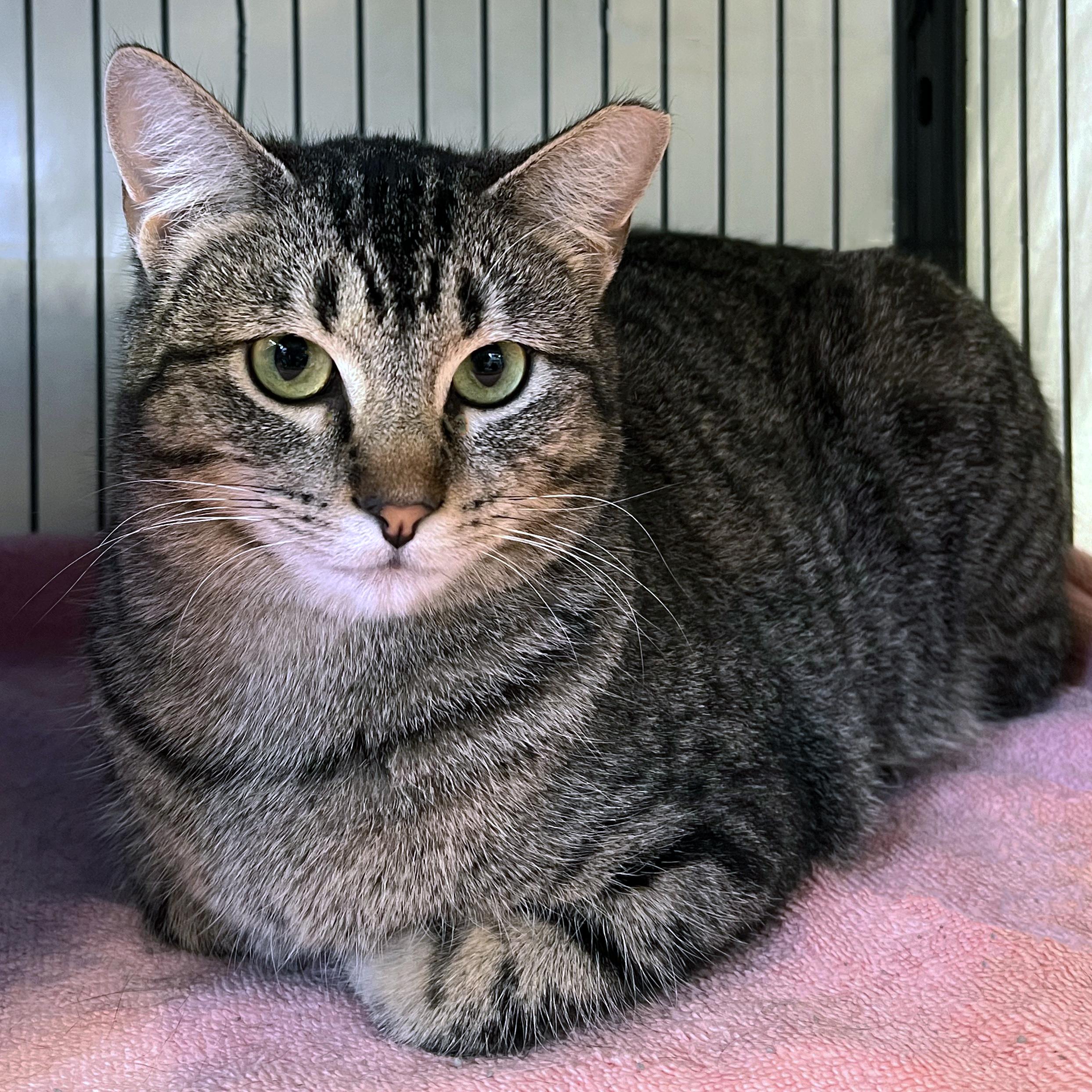 Winifred, adopted, Young Female Domestic Short Hair.