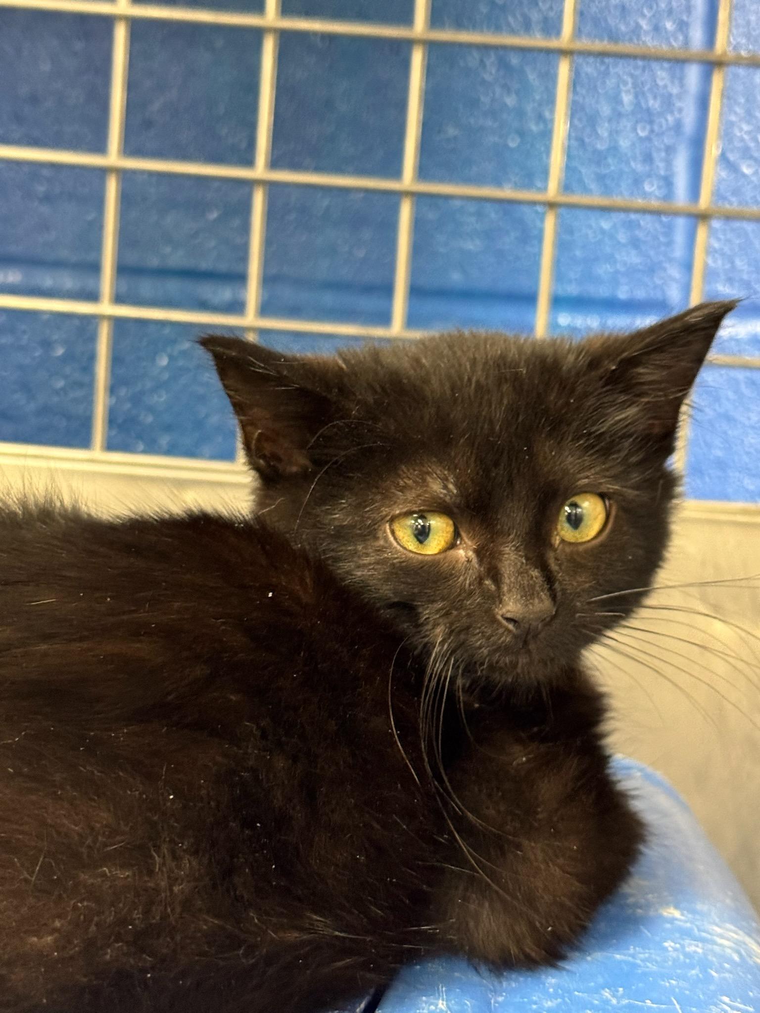 Smoke - KITTEN, Adoptable, Kitten Male Domestic Short Hair.