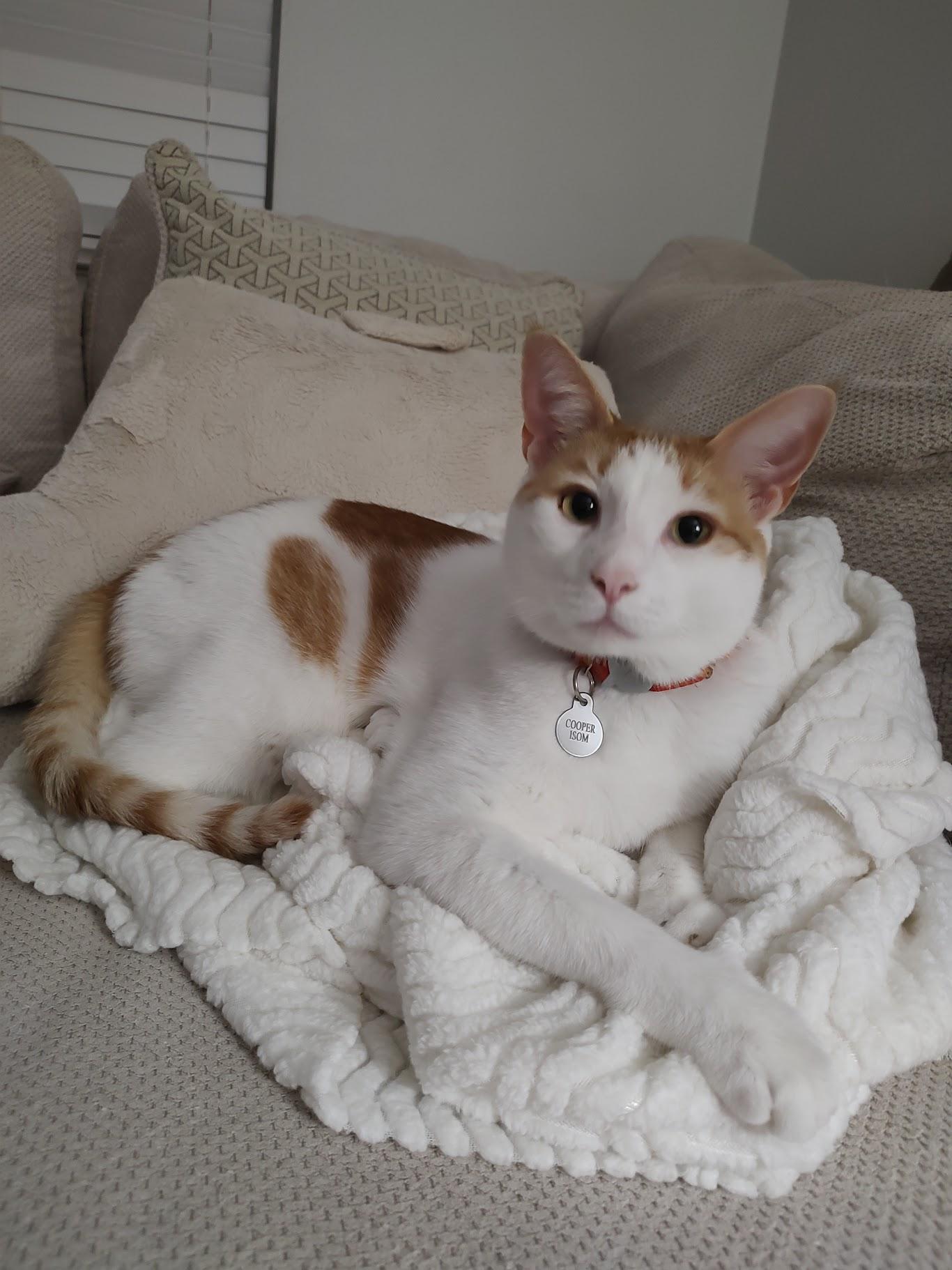 Bodhi, ADOPTABLE, Adult Male Domestic Short Hair.