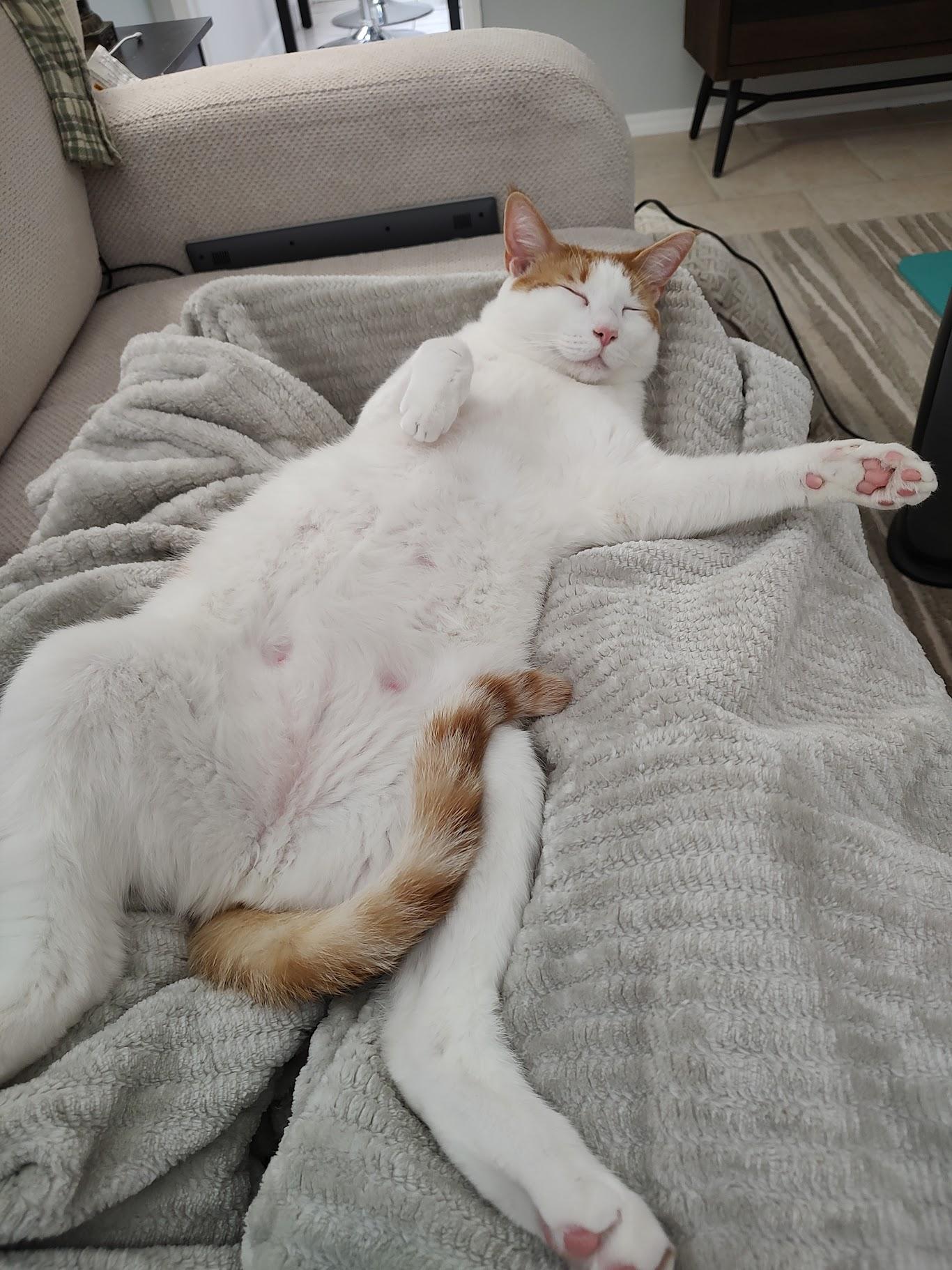 Enlarge Bodhi, a ADOPTABLE Domestic Short Hair in Largo, FL image 2/2