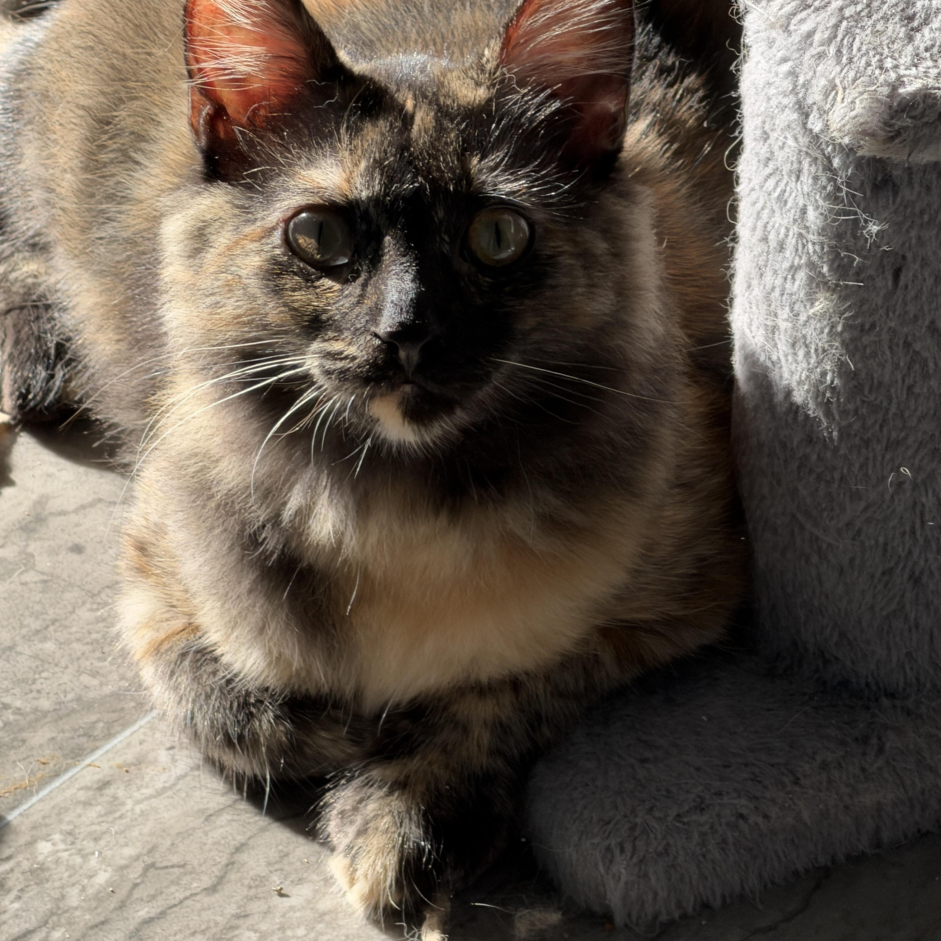 Cocoa, a Adoptable mixed breed in Federal Way, WA image 2/3