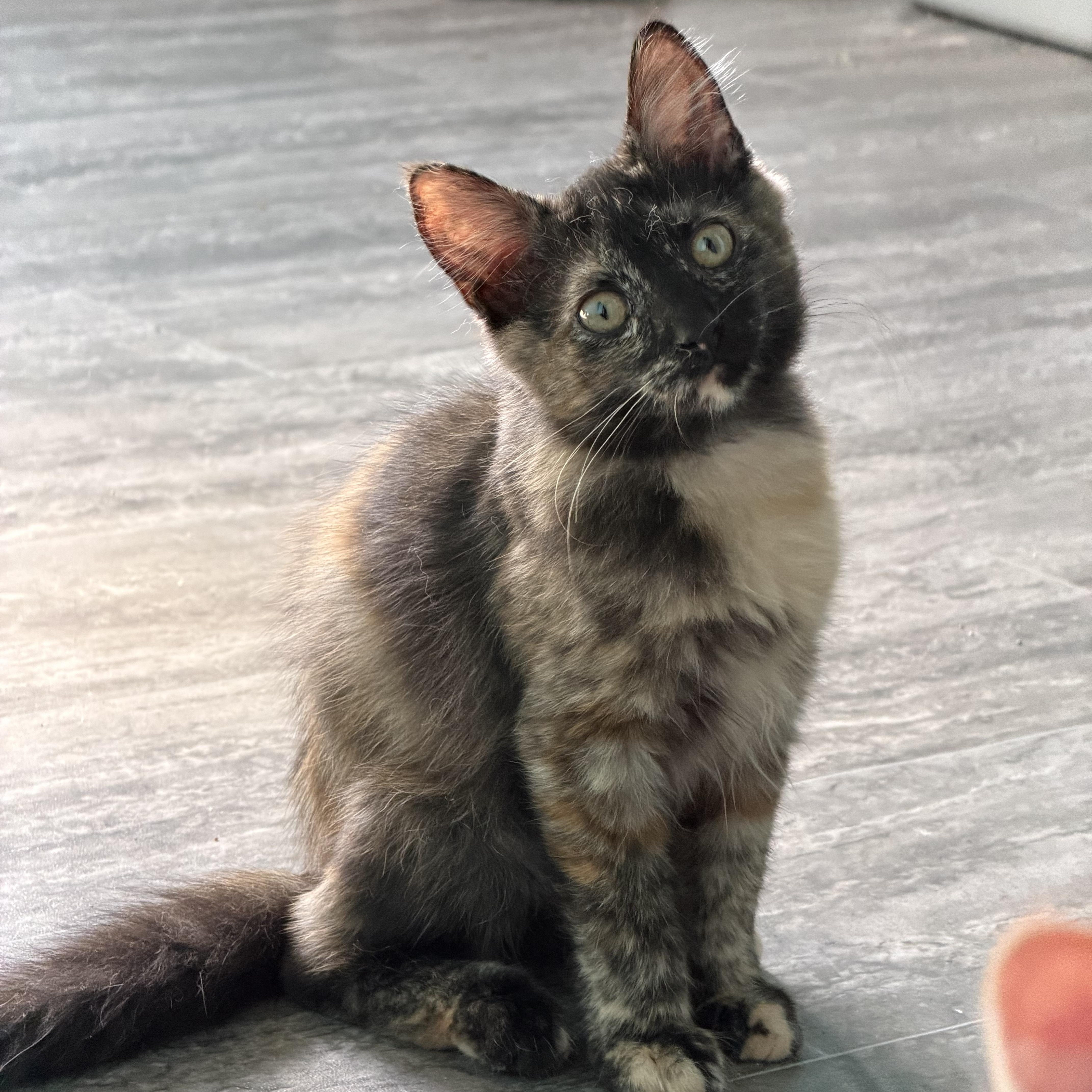 Cocoa, Adoptable, Young Female Tortoiseshell & Domestic Medium Hair.