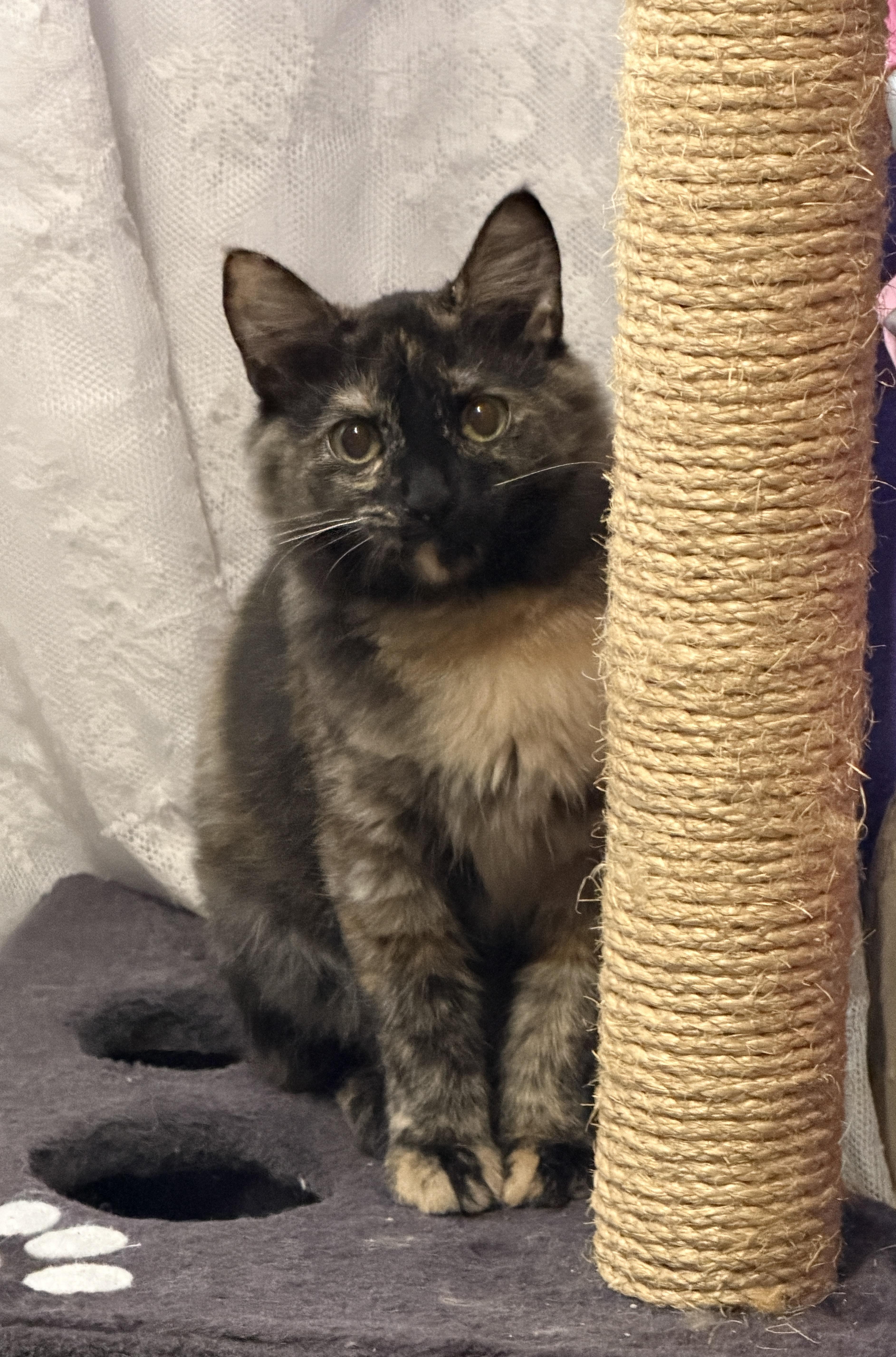 Cocoa, a Adoptable mixed breed in Federal Way, WA image 3/3