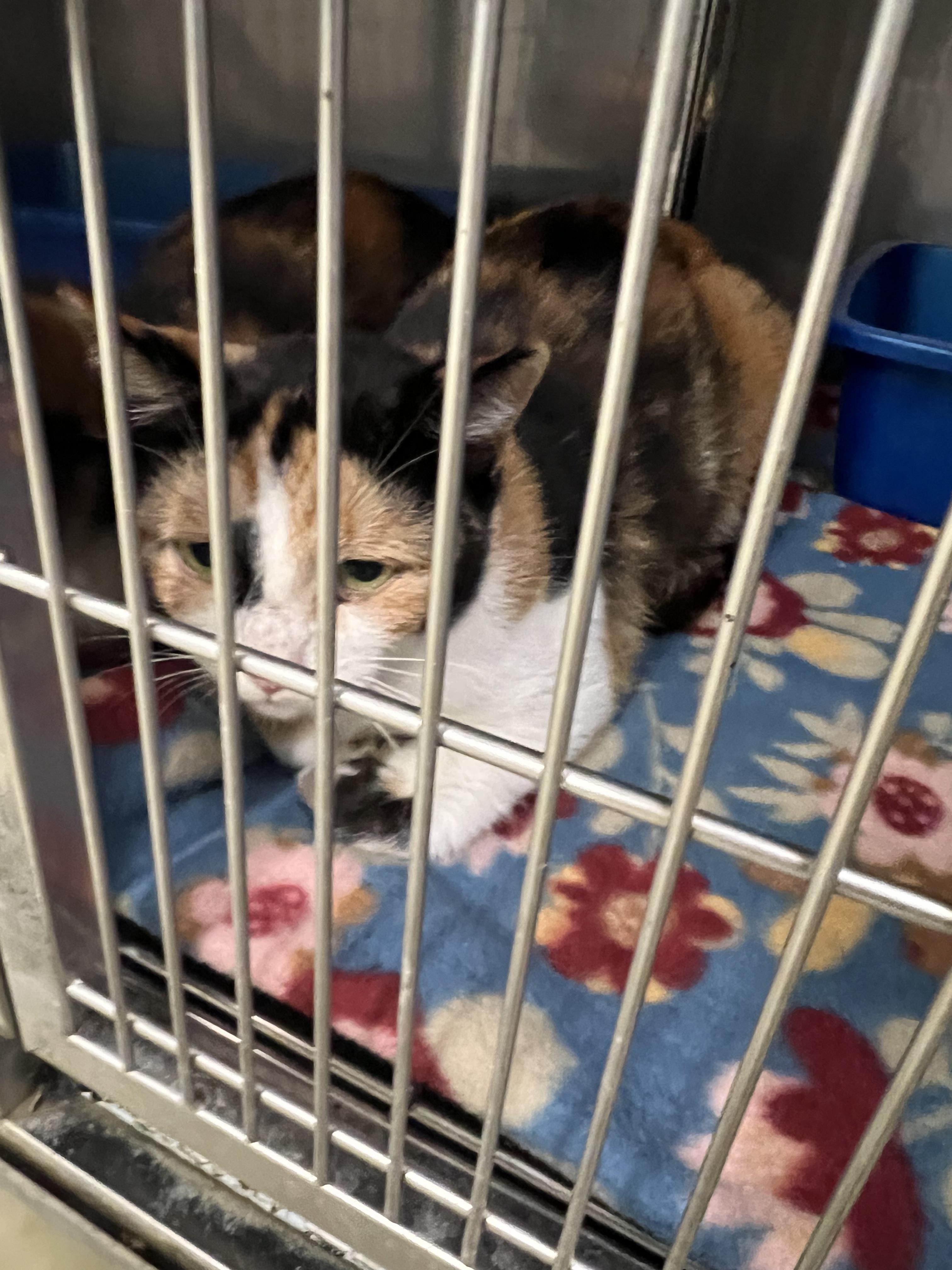 Enlarge Boots, a Adoptable Calico in sparta, NC image 2/2