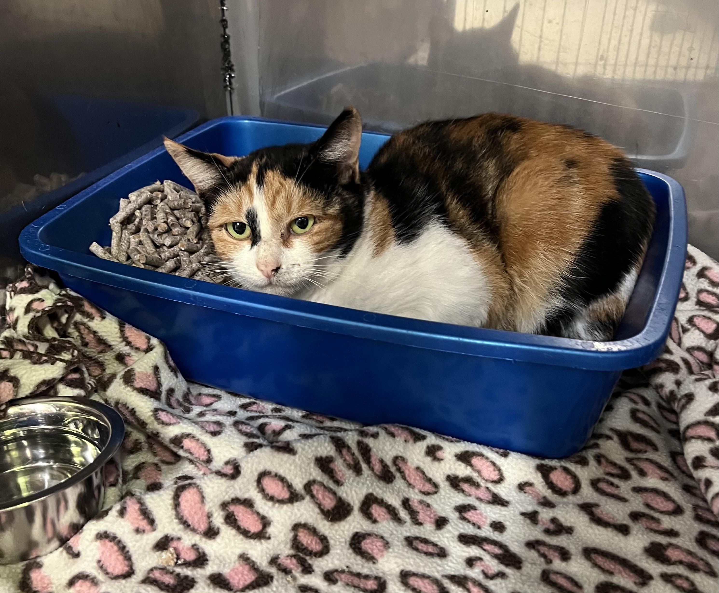 Boots, Adoptable, Young Female Calico.