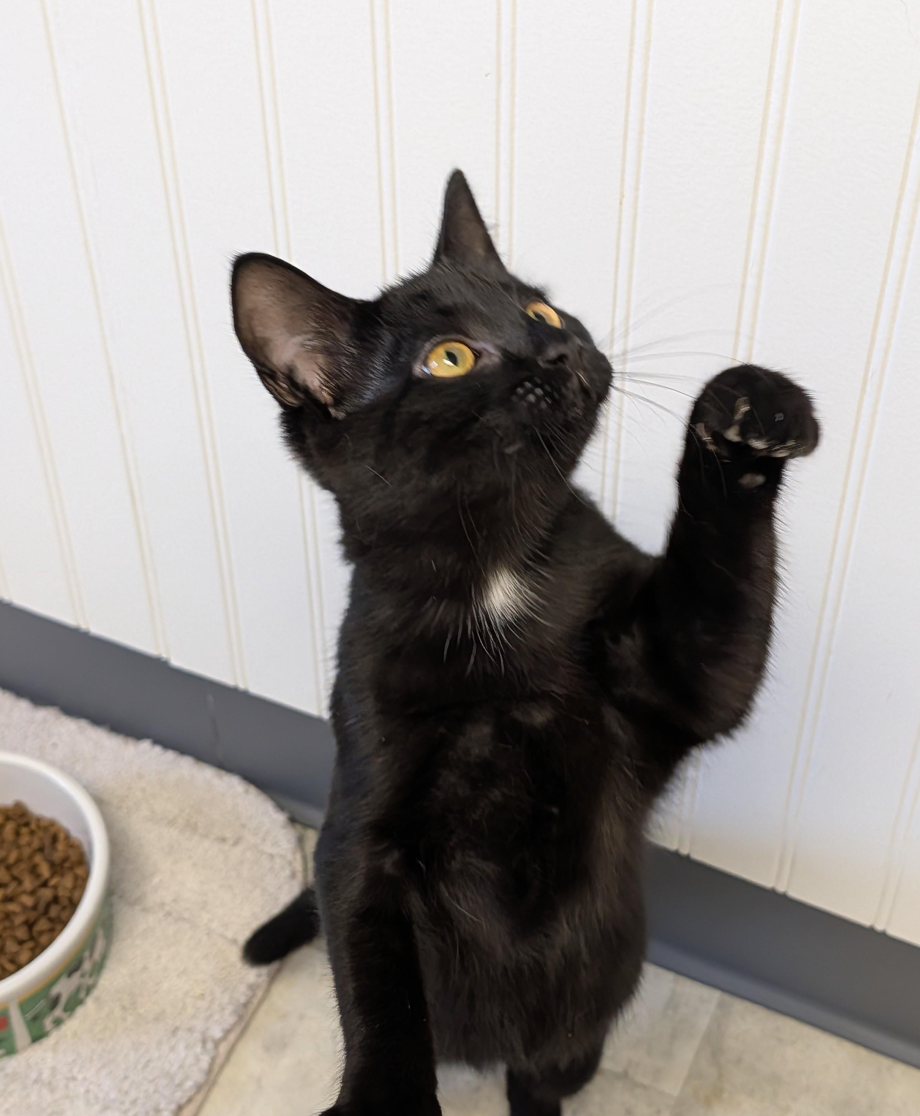 Enlarge Onyx, a ADOPTABLE Domestic Short Hair in Brockport, NY image 1/5