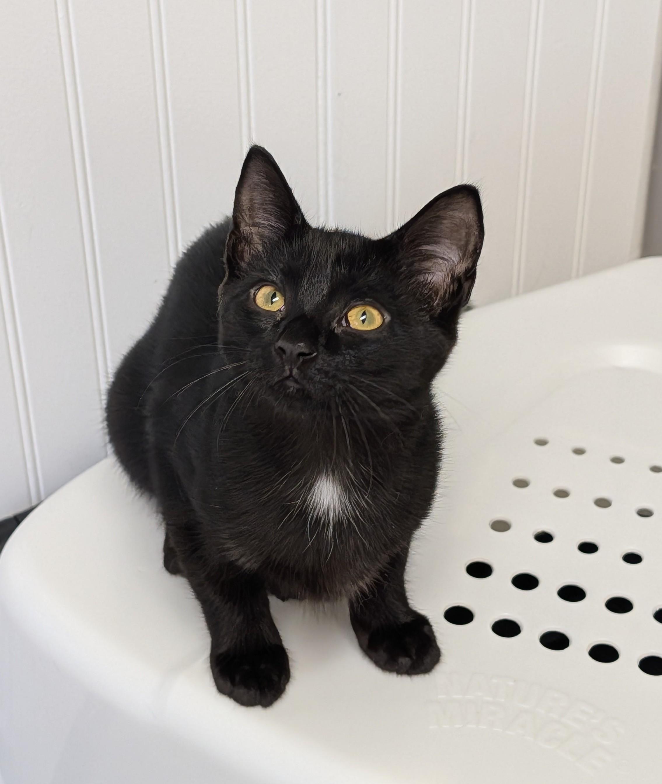 Enlarge Onyx, a ADOPTABLE Domestic Short Hair in Brockport, NY image 5/5