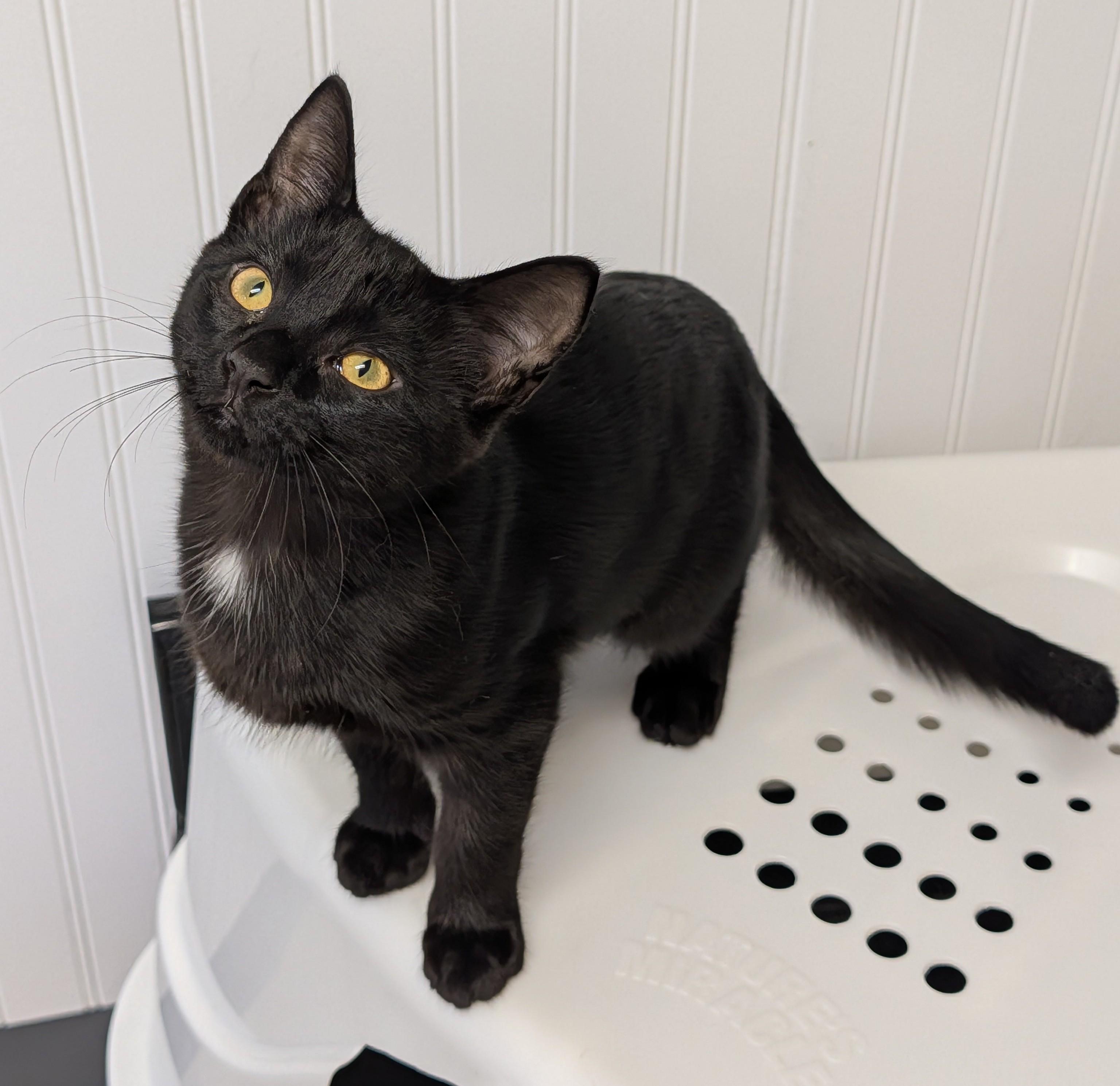 Enlarge Onyx, a ADOPTABLE Domestic Short Hair in Brockport, NY image 3/5
