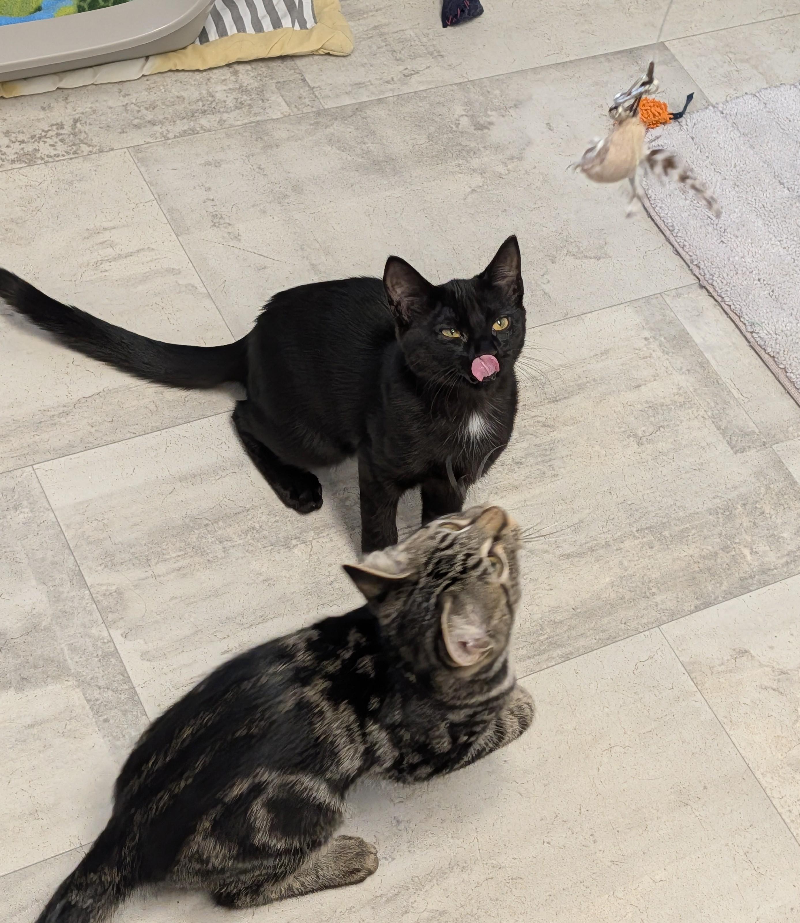 Enlarge Onyx, a ADOPTABLE Domestic Short Hair in Brockport, NY image 2/5