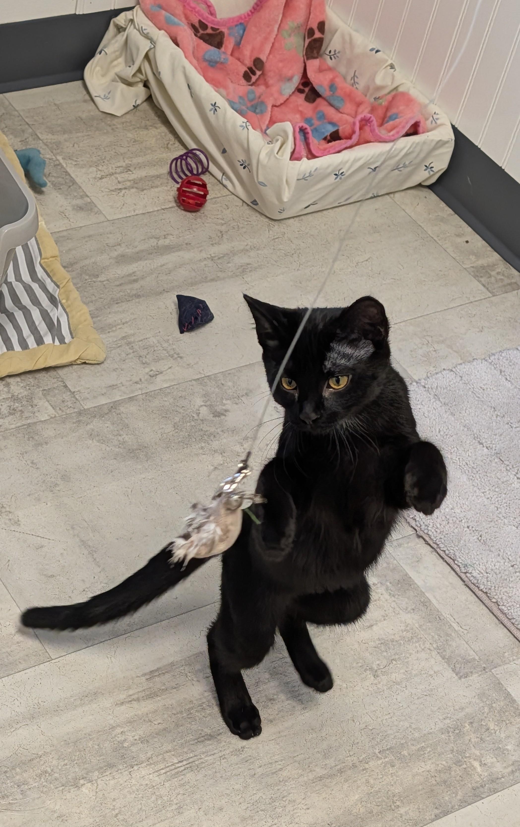 Enlarge Onyx, a ADOPTABLE Domestic Short Hair in Brockport, NY image 4/5