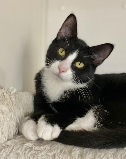 Squid, Adoptable, Kitten Male Domestic Short Hair & Domestic Short Hair.