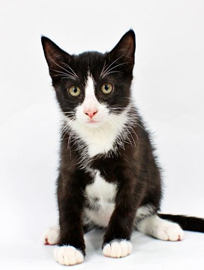 Squid, Adoptable, Kitten Male Domestic Short Hair & Domestic Short Hair.