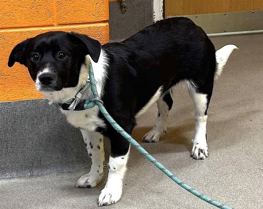 Enlarge Minnie, a Adoptable mixed breed in Greenbelt, MD image 1/2