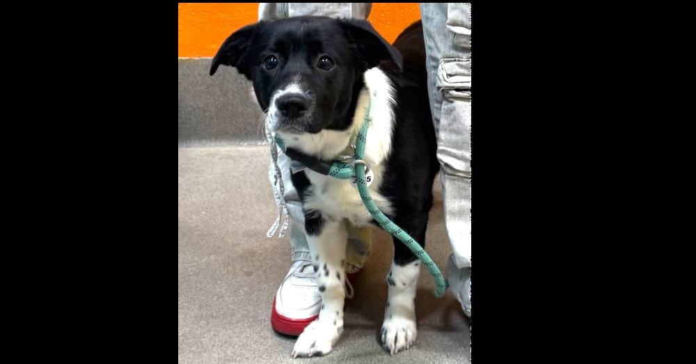 Minnie, Adoptable, Young Female Terrier & Retriever.