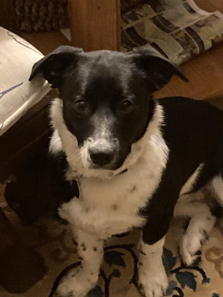 Minnie, a Adoptable mixed breed in Greenbelt, MD image 4/6